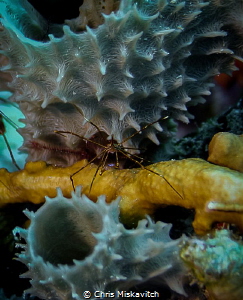 Arrow Crab w/ Soft Coral by Chris Miskavitch 